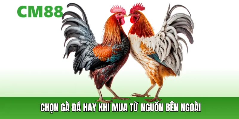 Cách chọn gà đá từ nguồn bên ngoài